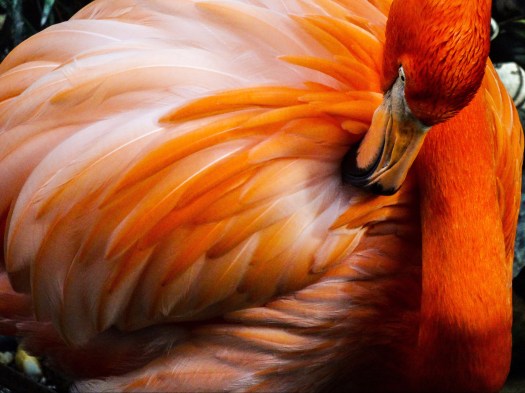 A Flamingo Preens Its Long Orange Feathers