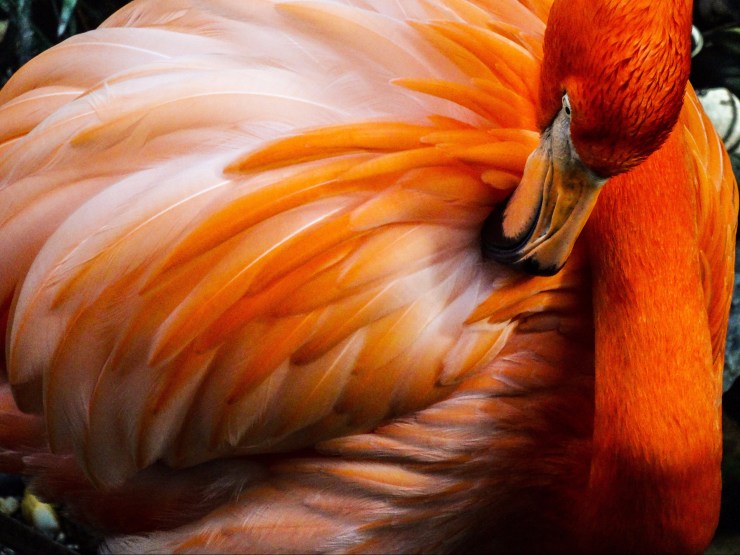 A Flamingo Preens Its Long Orange Feathers