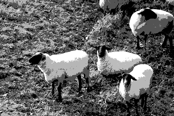 CR2_2794 sm bw
