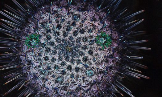 cropped-cropped-abstract-view-of-a-barrel-cactus-in-flower.jpg