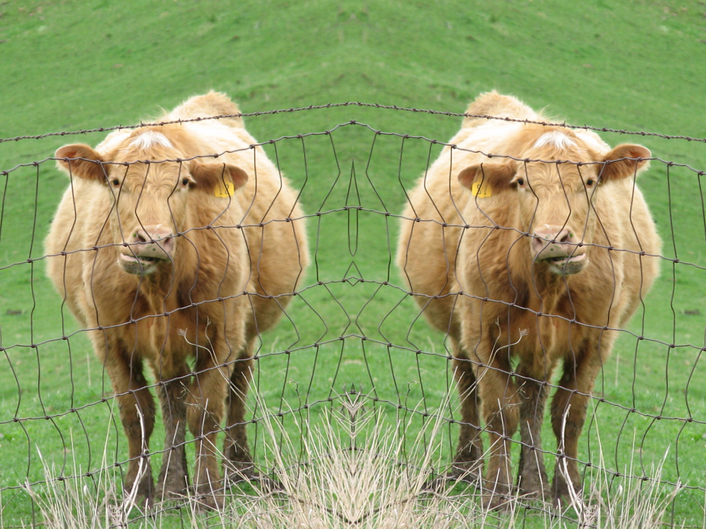 Mirrored Image of a Cow Chewing behind a Wire Fence