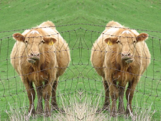 Mirrored Image of a Cow Chewing behind a Wire Fence