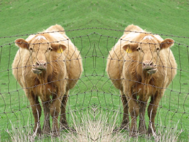 Mirrored Image of a Cow Chewing behind a Wire Fence