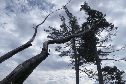 Fire Scorched Trees sm