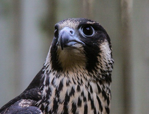 1450 Peregrine falcon sm