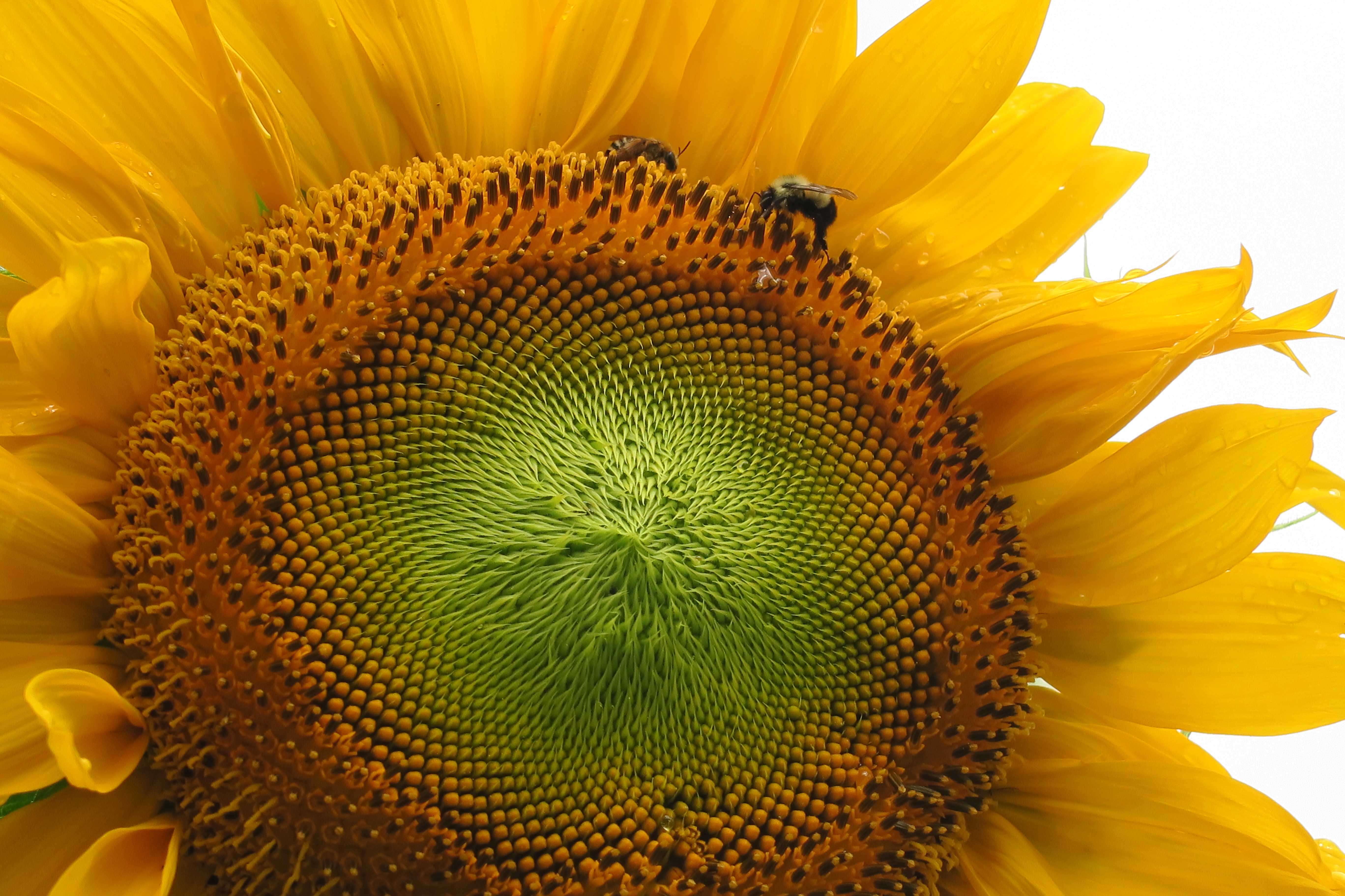 Sunflower &amp; bees