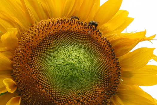 Sunflower & bees