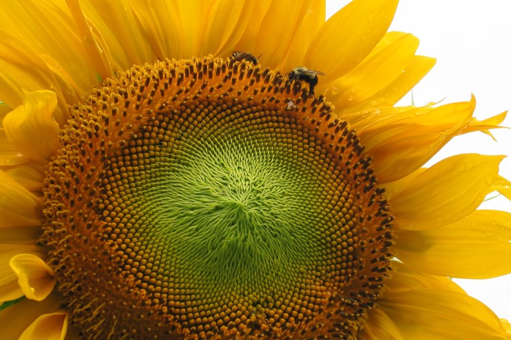 Sunflower &amp; bees
