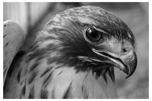 Red-tailed hawk sm