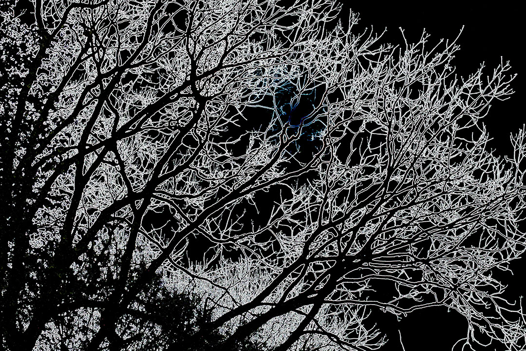 Abstract Glowing Tree in Front of a Blue Moon sm