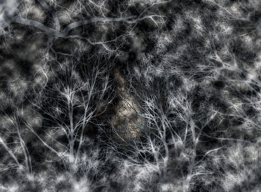 A Portal Through Mysterious Woods sm*